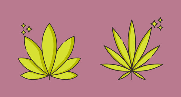 Sativa vs. Indica - Is There Really a Difference or Is It a Myth?