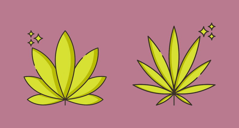 Sativa vs. Indica - Is There Really a Difference or Is It a Myth?